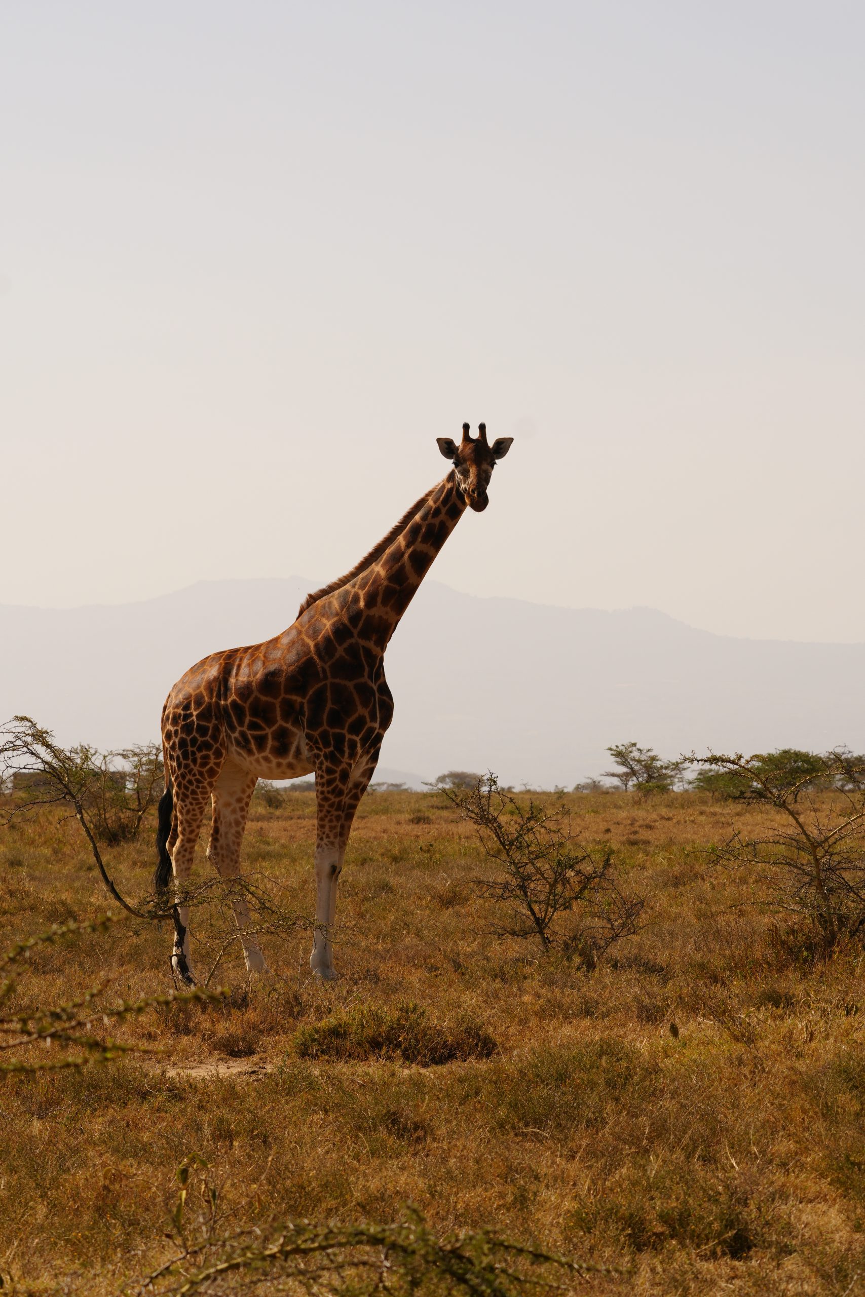 Projet de sauvegarde des girafes - Kenya