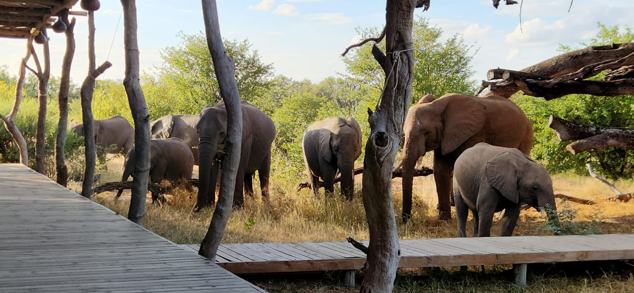 Projet de conservation au Botswana